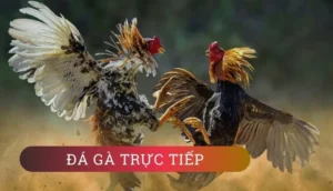 Cách Chơi Đá Gà Sabong Tại BJ88: Mẹo Cá Cược Hiệu Quả