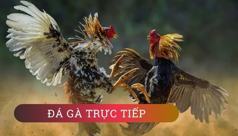 Cách Chơi Đá Gà Sabong Tại BJ88: Mẹo Cá Cược Hiệu Quả